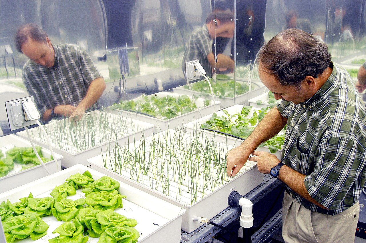 Hydroponic Growth