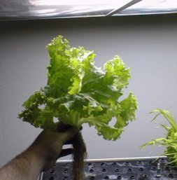 Aeroponic Roots